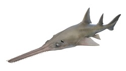 3d Rendered Illustration Of A Sawfish. Plain White Background. Professional Studio Lighting. Lateral View.