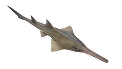 3d Rendered Illustration Of A Sawfish. Plain White Background. Professional Studio Lighting. Superior View.