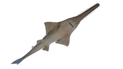 3d Rendered Illustration Of A Sawfish. Plain White Background. Professional Studio Lighting. Inferior View.