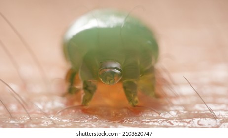 3d Rendered Illustration Of A Scabies Mite