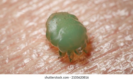 3d Rendered Illustration Of A Scabies Mite