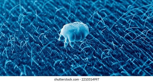 3d Rendered Illustration Of A Scabies Mite On Human Skin, Sem Style