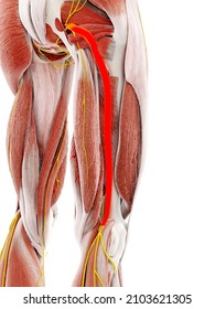 3d rendered illustration of the sciatic nerve