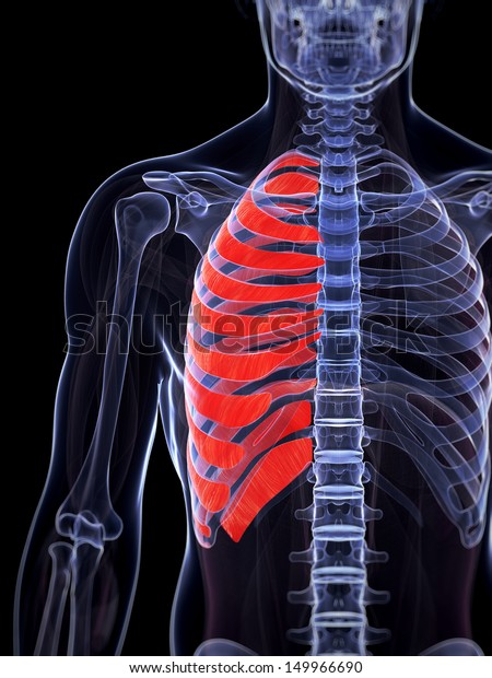 3d Rendered Illustration Serratus Anterior Muscle Stock Illustration ...