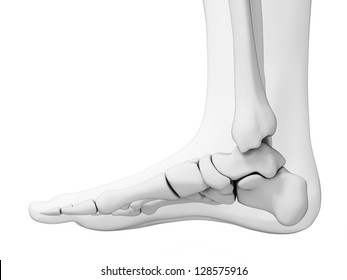 3d Rendered Illustration - Skeletal Foot