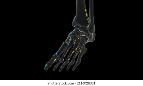 3d Rendered Illustration Of A Skeletal Foot