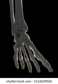 3d Rendered Illustration Of The Skeletal Foot