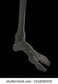 3d Rendered Illustration Of The Skeletal Foot