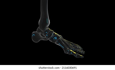 3d Rendered Illustration Of A Skeletal Foot