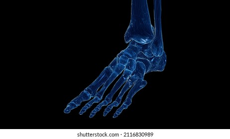 3d Rendered Illustration Of The Skeletal Foot