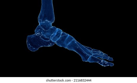 3d Rendered Illustration Of The Skeletal Foot