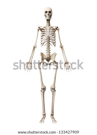 3 D Rendered Illustration Skeleton Stock Illustration 133427909