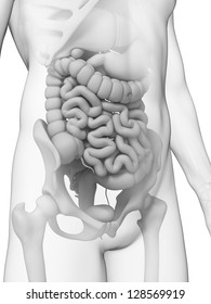 3d Rendered Illustration - Small Intestine