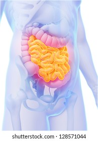 3d Rendered Illustration - Small Intestine