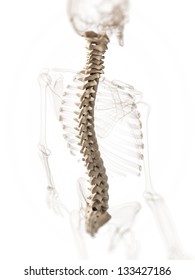 3,717 Spine surgery 3d Images, Stock Photos & Vectors | Shutterstock