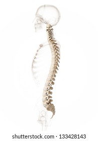 3d Rendered Illustration Of A Spine