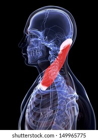 3d Rendered Illustration Of The Sternocleidomastoid Muscle