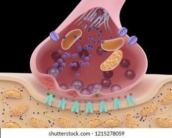 3d Rendered Illustration Of A Synapse Cross-section