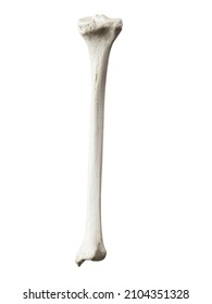 3d Rendered Illustration Of The Tibia