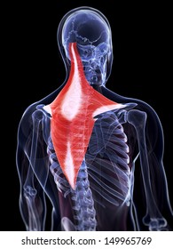 3d Rendered Illustration Of The Trapezius Muscle