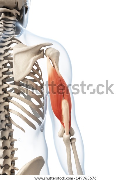 3d Rendered Illustration Triceps Stock Illustration 149965676