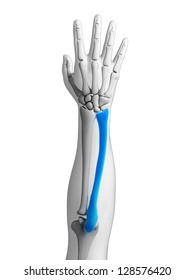 3d Rendered Illustration - Ulna