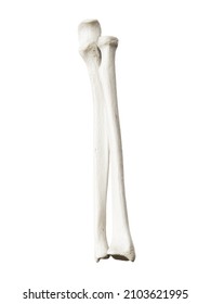 3d Rendered Illustration Of The Ulna And Radius