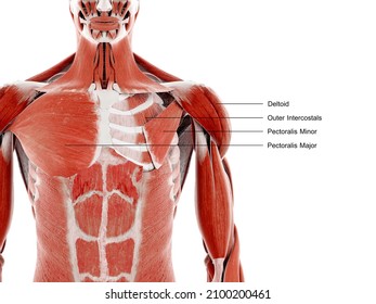 3d rendered illustration of the upper body muscles