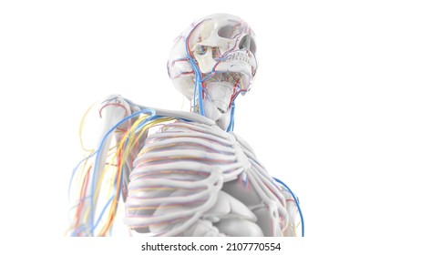 3d Rendered Illustration Of The Upper Body Anatomy