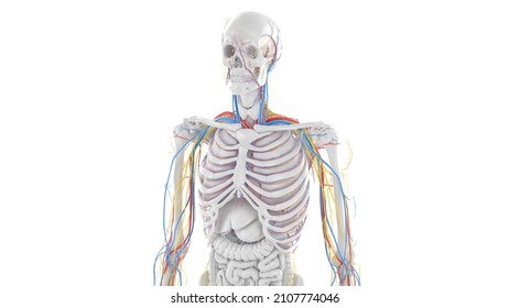 3d Rendered Illustration Of The Upper Body Anatomy