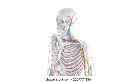 3d Rendered Illustration Of The Upper Body Anatomy