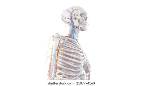 3d Rendered Illustration Of The Upper Body Anatomy