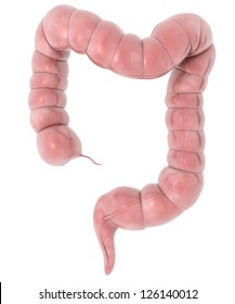 3d Rendered  Intestine On White Background