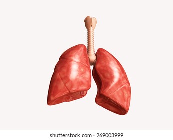 3d Rendered Lungs Isolated On White Background