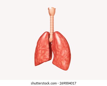 3d Rendered Lungs Isolated On White Background