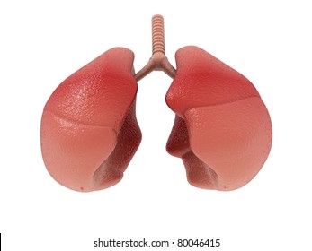 3d Rendered Lungs Isolated On White Background