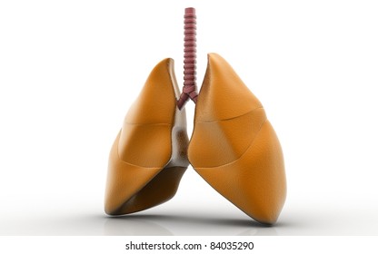 3d Rendered Lungs Isolated On White Background