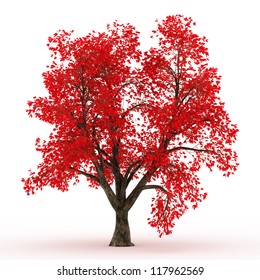 3d Rendered Maple Tree In Autumn With Red Leaves Isolated Over White