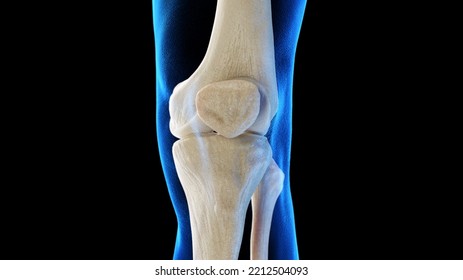 3d Rendered Medical Illustration Of The Anterior Skeletal Knee