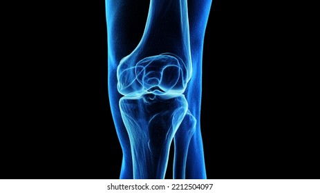 3d Rendered Medical Illustration Of The Anterior Skeletal Knee