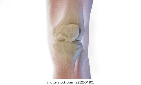 3d Rendered Medical Illustration Of The Anterior Skeletal Knee