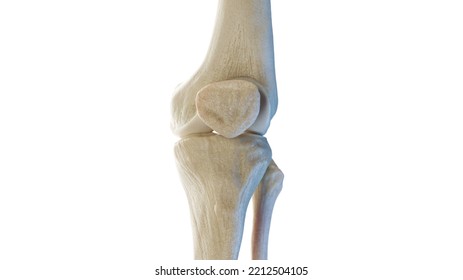 3d Rendered Medical Illustration Of The Anterior Skeletal Knee