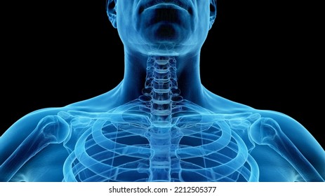 3d Rendered Medical Illustration Of The Anterior Cervical Spine