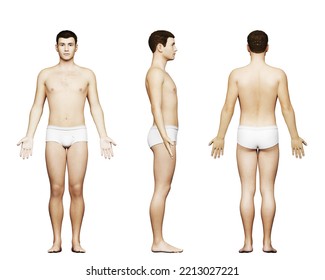 3d Rendered Medical Illustration Of An Average Male Body