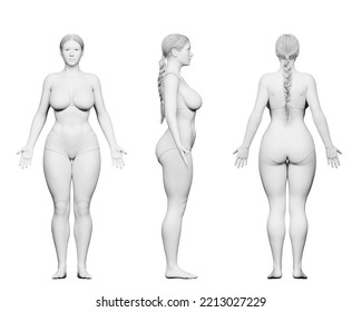 3d Rendered Medical Illustration Of A Curvy Female Body