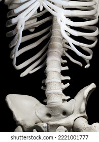 3d Rendered Medical Illustration Of The Lower Spine