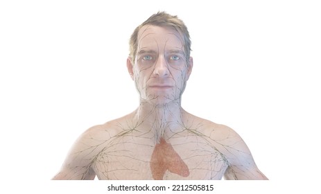 313 Lymphatic System Face Images, Stock Photos & Vectors | Shutterstock