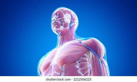 3d Rendered Medical Illustration Of The Male Upper Body Anatomy