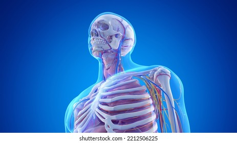 3d Rendered Medical Illustration Of The Male Upper Body Anatomy