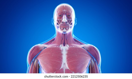 3d Rendered Medical Illustration Of The Male Upper Body Anatomy